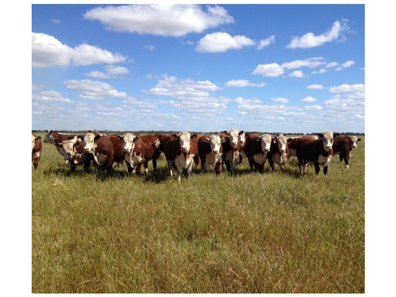 348 Yaloke Road, Deniliquin NSW 2710