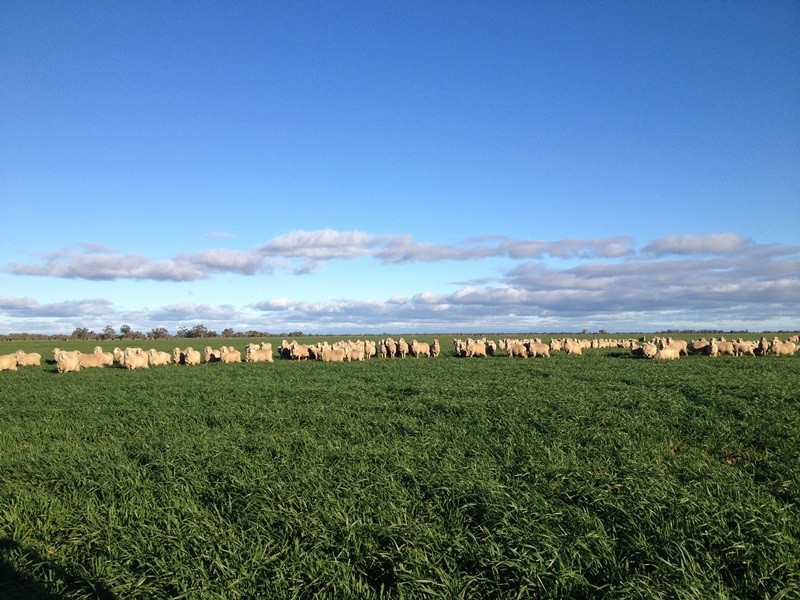 348 Yaloke Road, Deniliquin NSW 2710