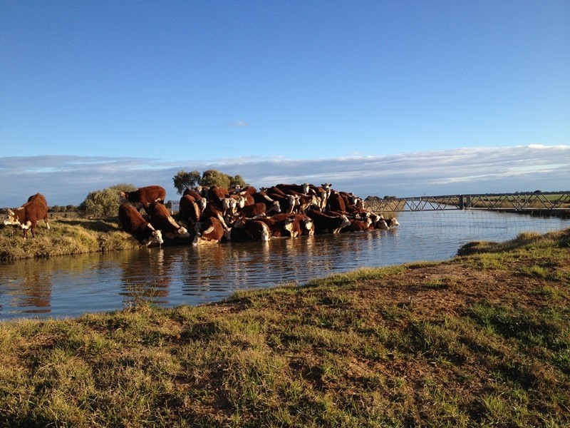 348 Yaloke Road, Deniliquin NSW 2710