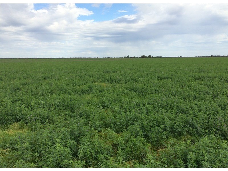 348 Yaloke Road, Deniliquin NSW 2710