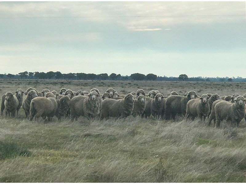 348 Yaloke Road, Deniliquin NSW 2710