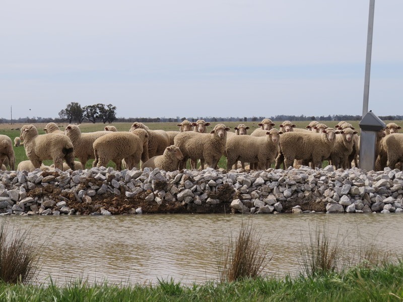 348 Yaloke Road, Deniliquin NSW 2710