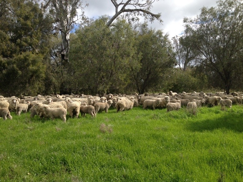 348 Yaloke Road, Deniliquin NSW 2710