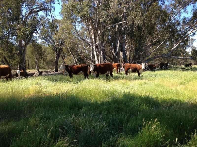 348 Yaloke Road, Deniliquin NSW 2710