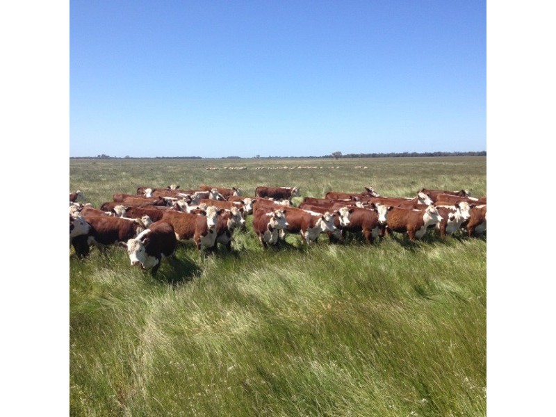 348 Yaloke Road, Deniliquin NSW 2710