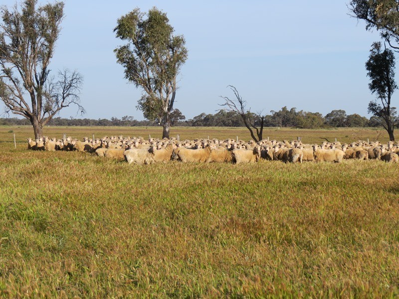 348 Yaloke Road, Deniliquin NSW 2710