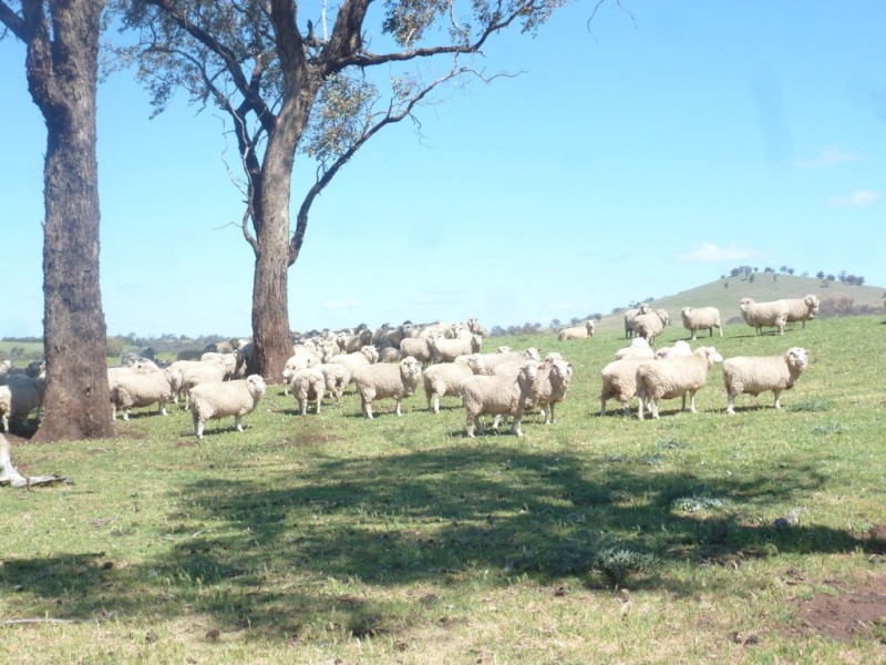 1361 Kenyu Road, Boorowa NSW 2586