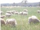 894 Little Plains Road, Boorowa NSW 2586