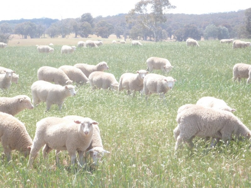 894 Little Plains Road, Boorowa NSW 2586