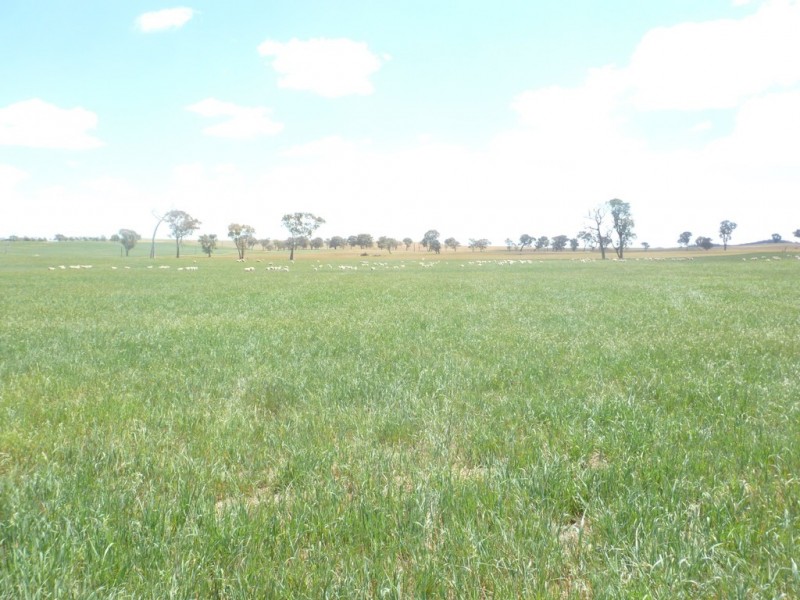 894 Little Plains Road, Boorowa NSW 2586