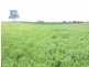 894 Little Plains Road, Boorowa NSW 2586