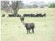 894 Little Plains Road, Boorowa NSW 2586