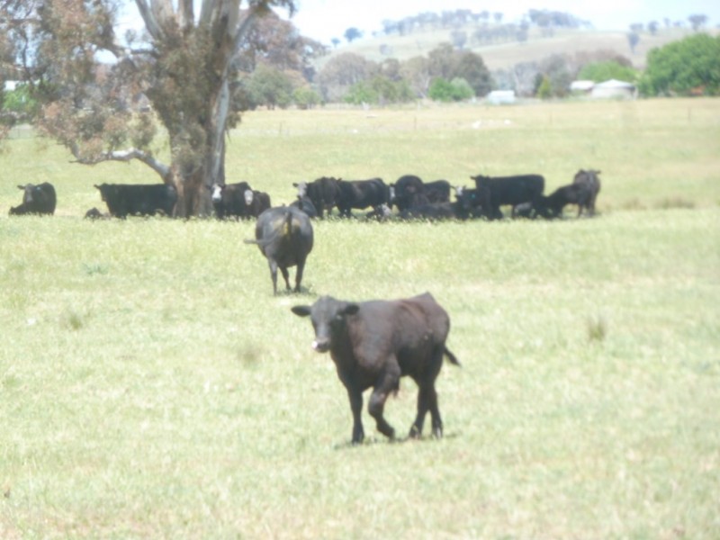 894 Little Plains Road, Boorowa NSW 2586