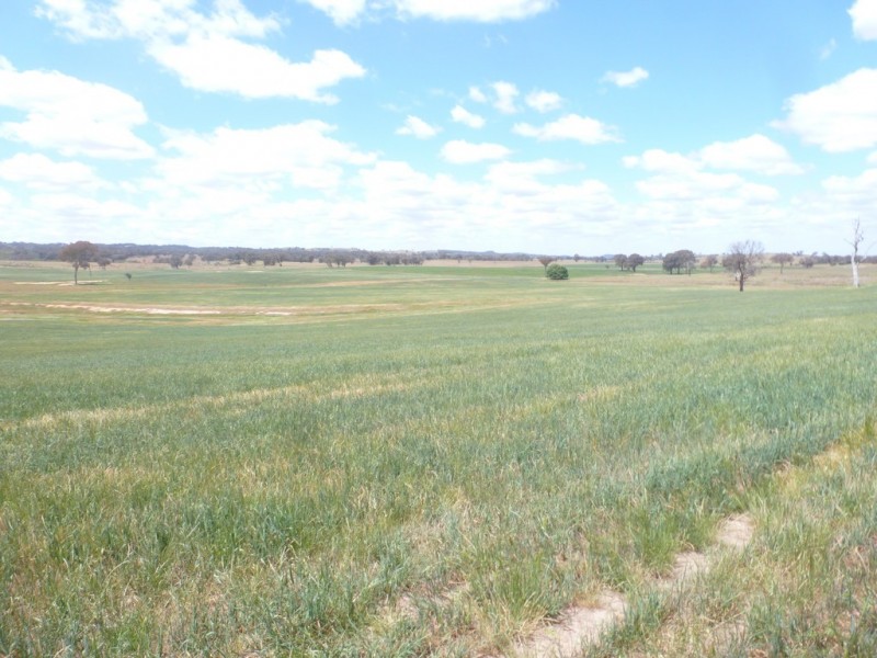 894 Little Plains Road, Boorowa NSW 2586