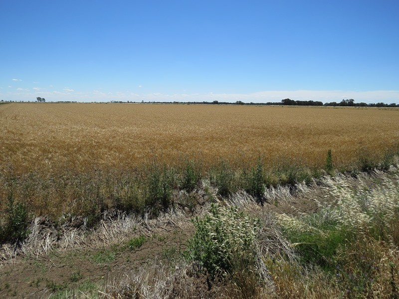 534 Willawa Lane, Jerilderie NSW 2716