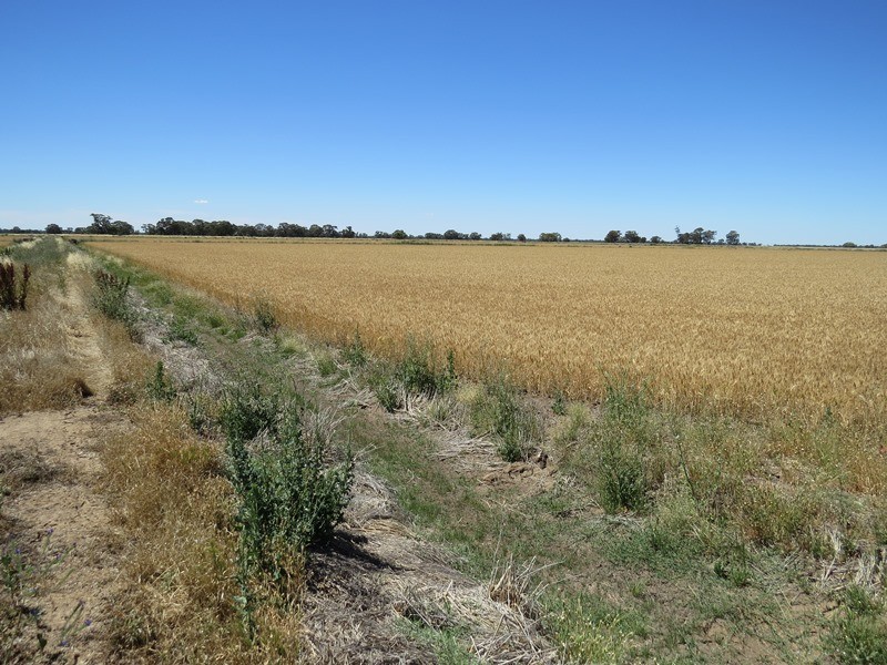 534 Willawa Lane, Jerilderie NSW 2716