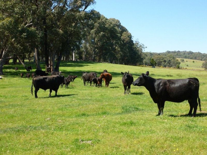 0 Hurdle Flat Road, Stanley VIC 3747