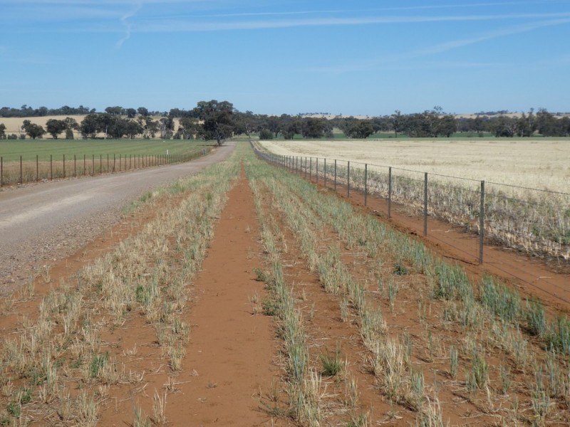 254 Wyoming Lane OLD JUNEE VIA, Wagga Wagga NSW 2650