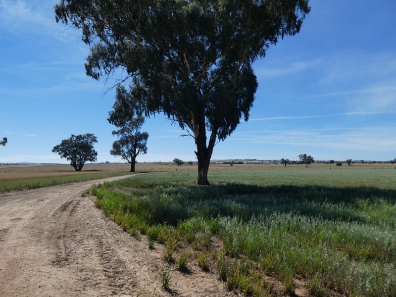 254 Wyoming Lane OLD JUNEE VIA, Wagga Wagga NSW 2650