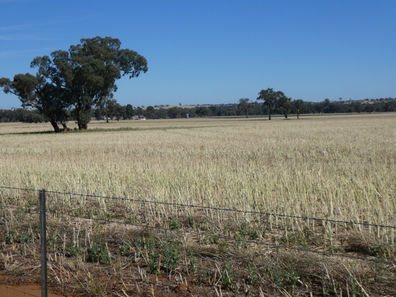 254 Wyoming Lane OLD JUNEE VIA, Wagga Wagga NSW 2650