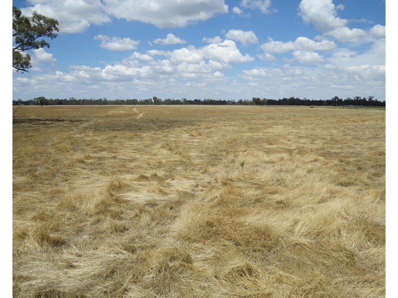 1063 Gonn Road, Barham NSW 2732