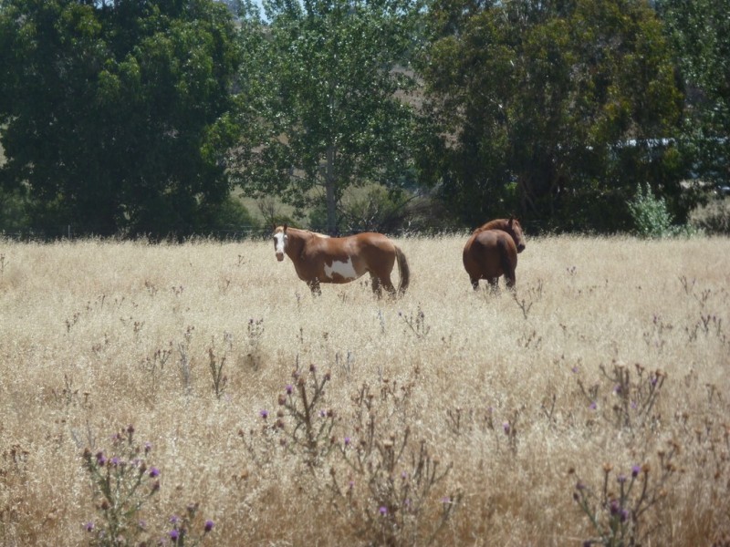 182 HOPEFIELD LANE, Boorowa NSW 2586