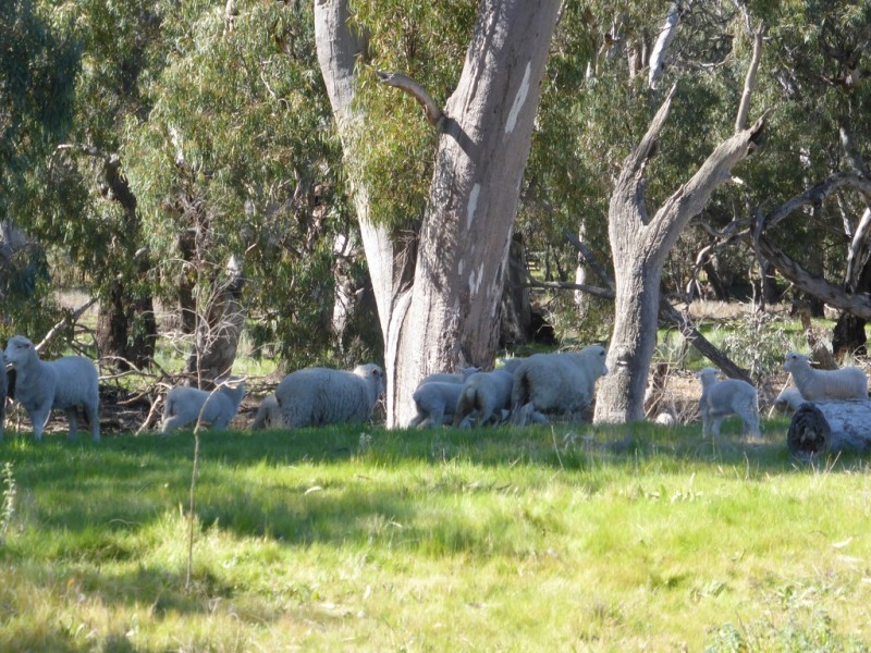 - Arrawidgee Rd, Morundah NSW 2700