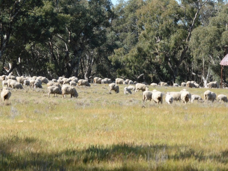 - Arrawidgee Rd, Morundah NSW 2700