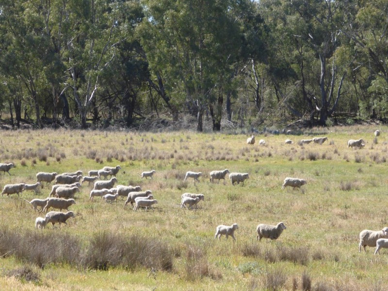 - Arrawidgee Rd, Morundah NSW 2700