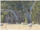 - Arrawidgee Rd, Morundah NSW 2700