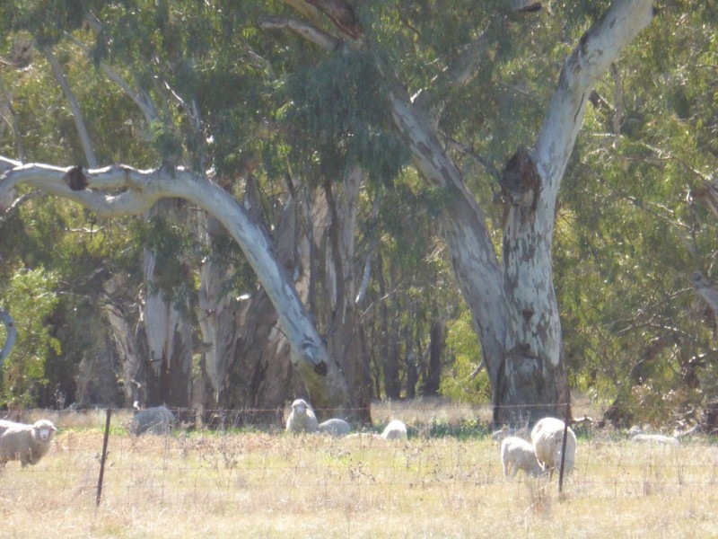 - Arrawidgee Rd, Morundah NSW 2700