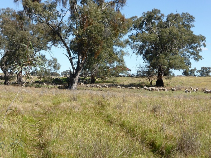 - Arrawidgee Rd, Morundah NSW 2700