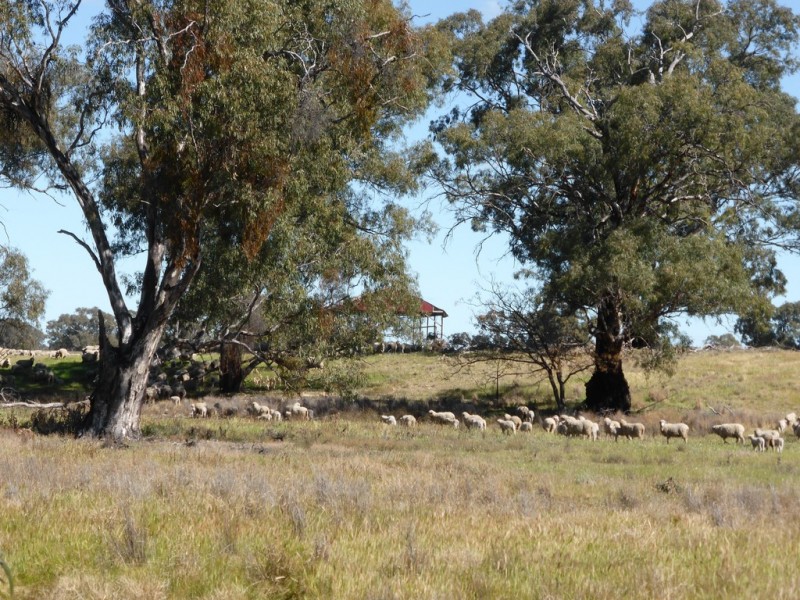 - Arrawidgee Rd, Morundah NSW 2700