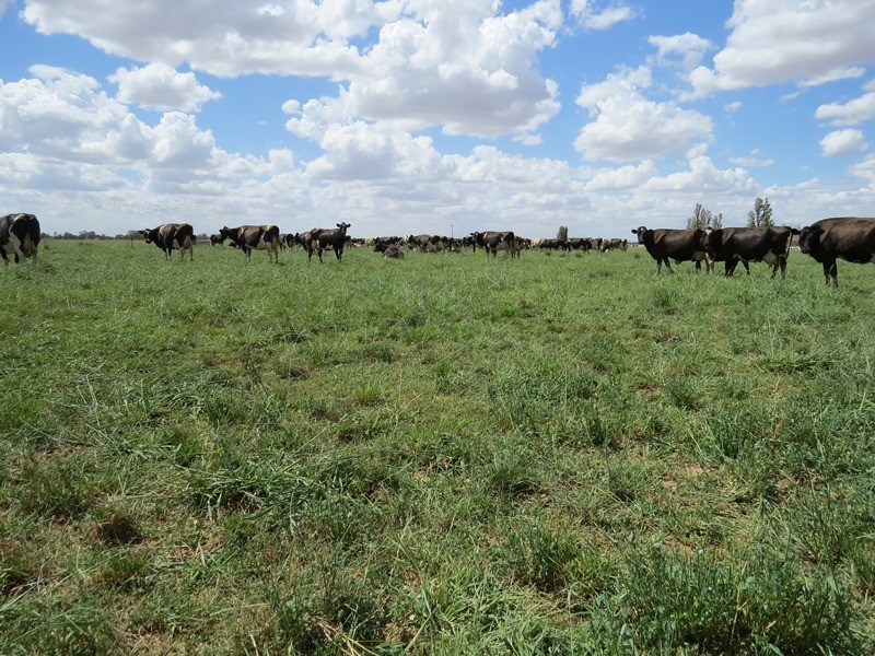 “Tarcoola” 457 Piney Road, Berrigan NSW 2712