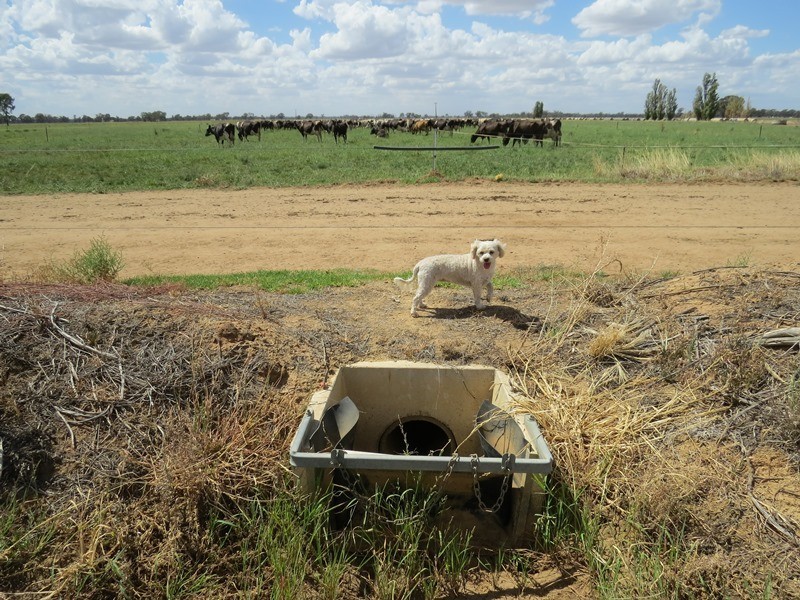 “Tarcoola” 457 Piney Road, Berrigan NSW 2712