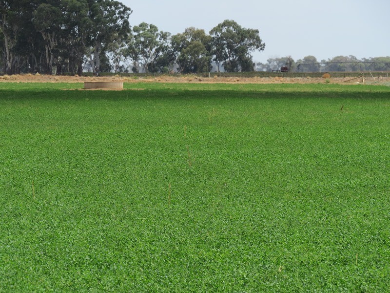 “Tarcoola” 457 Piney Road, Berrigan NSW 2712