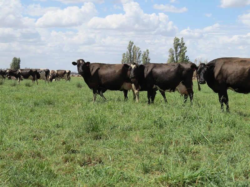 “Tarcoola” 457 Piney Road, Berrigan NSW 2712