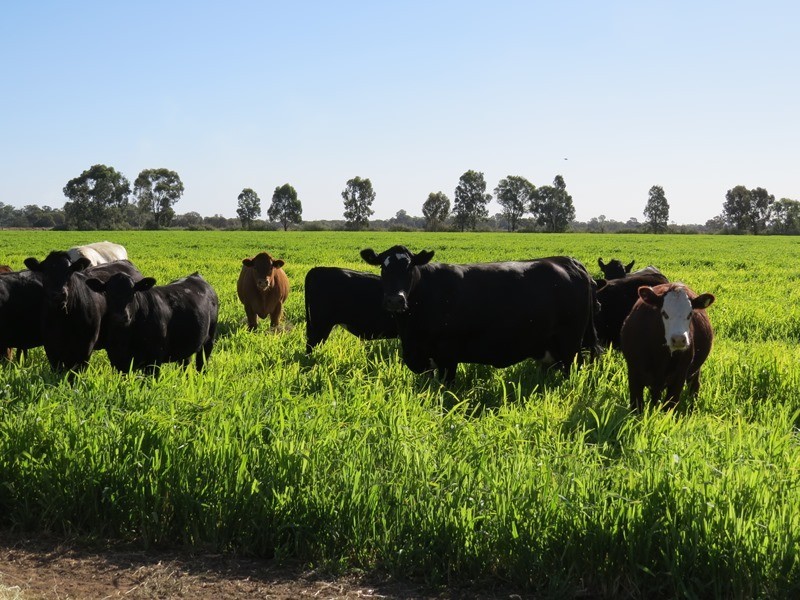 73 Maws Road, Deniliquin NSW 2710