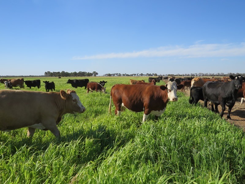 73 Maws Road, Deniliquin NSW 2710