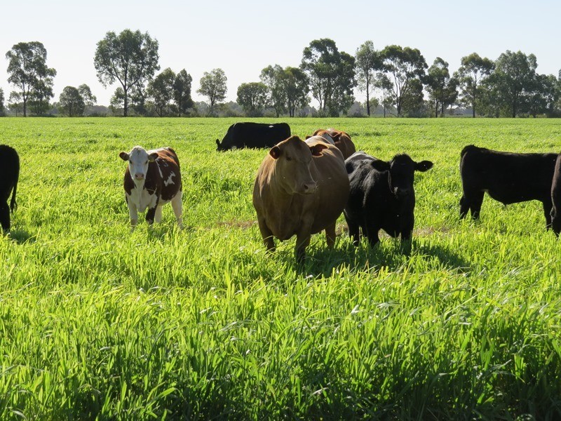 73 Maws Road, Deniliquin NSW 2710