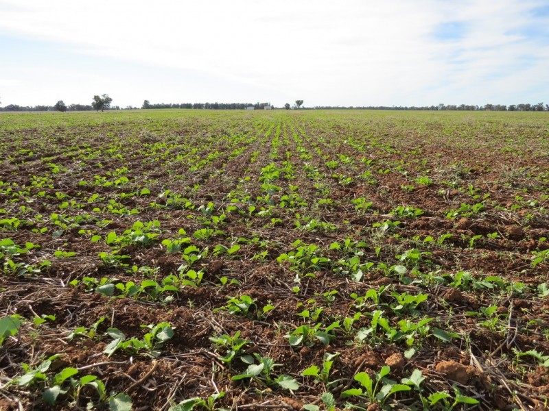 ‘Strathbrae’ Woodstock Road, Berrigan NSW 2712