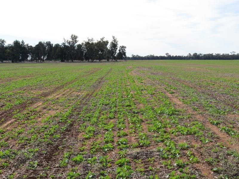 ‘Strathbrae’ Woodstock Road, Berrigan NSW 2712