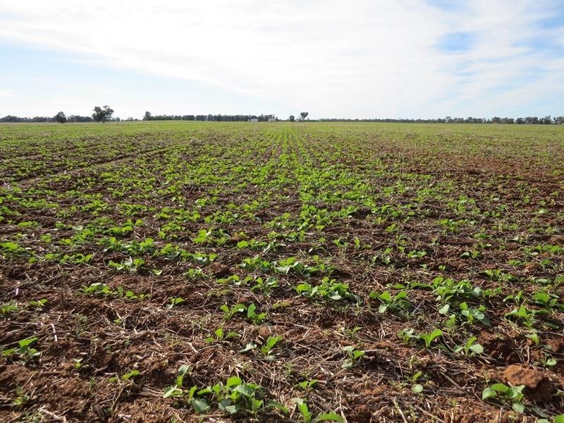 ‘Strathbrae’ Woodstock Road, Berrigan NSW 2712