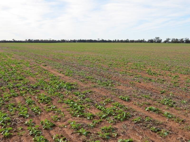 ‘Strathbrae’ Woodstock Road, Berrigan NSW 2712