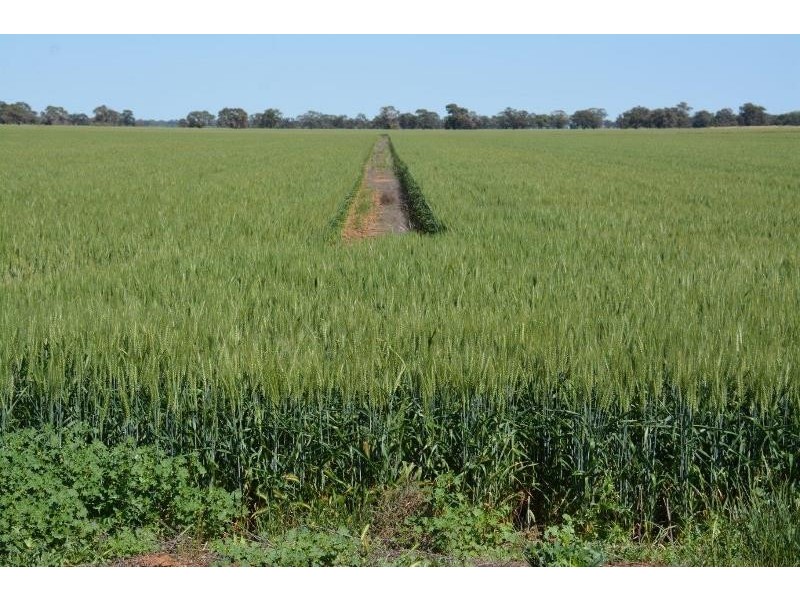 ‘Ascot’ RMB 185 Hetherington Road, Deniliquin NSW 2710