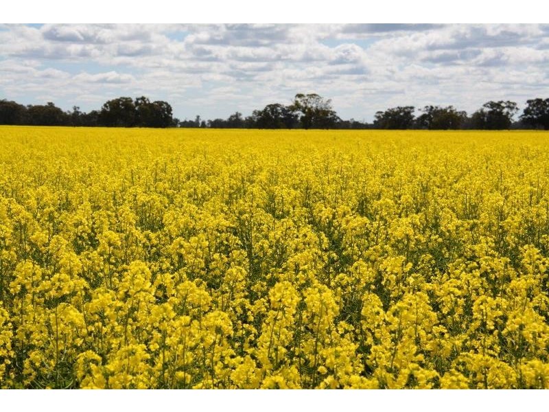 ‘Ascot’ RMB 185 Hetherington Road, Deniliquin NSW 2710