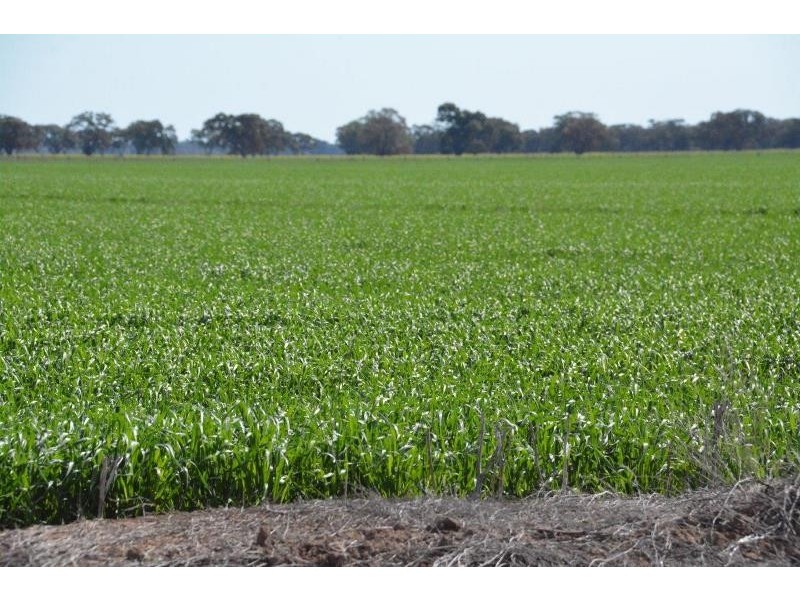 ‘Ascot’ RMB 185 Hetherington Road, Deniliquin NSW 2710