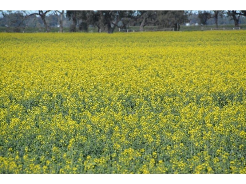 ‘Ascot’ RMB 185 Hetherington Road, Deniliquin NSW 2710