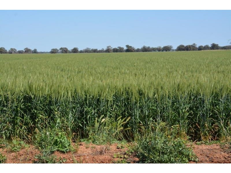 ‘Ascot’ RMB 185 Hetherington Road, Deniliquin NSW 2710