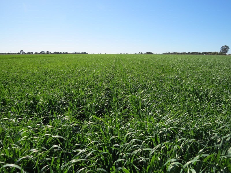 666 Lindifferon Lane, Deniliquin NSW 2710